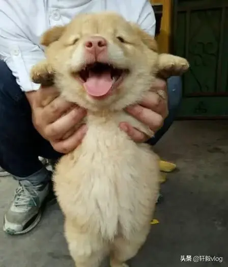 广东揭阳土斗狗 揭阳土狗群