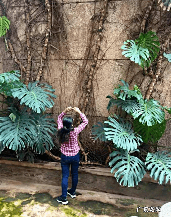 绿萝在屋里爬藤好吗 家里绿萝爬藤好吗