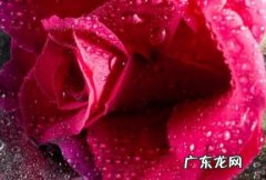 晚安加玫瑰花是什么意思 晚安加玫瑰花是什么意思网络用语