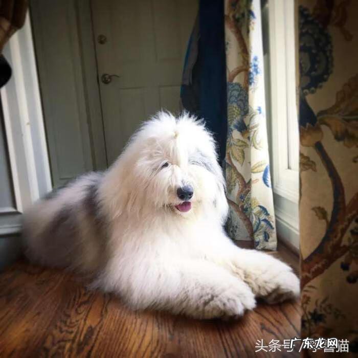 抱抱熊摩尔庄园有什么用 抱抱熊有什么用?