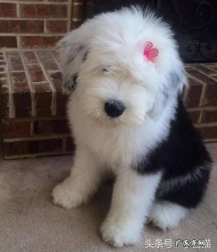 抱抱熊摩尔庄园有什么用 抱抱熊有什么用?