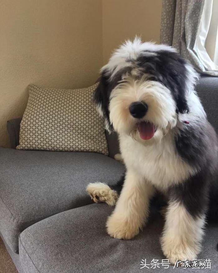 抱抱熊摩尔庄园有什么用 抱抱熊有什么用?