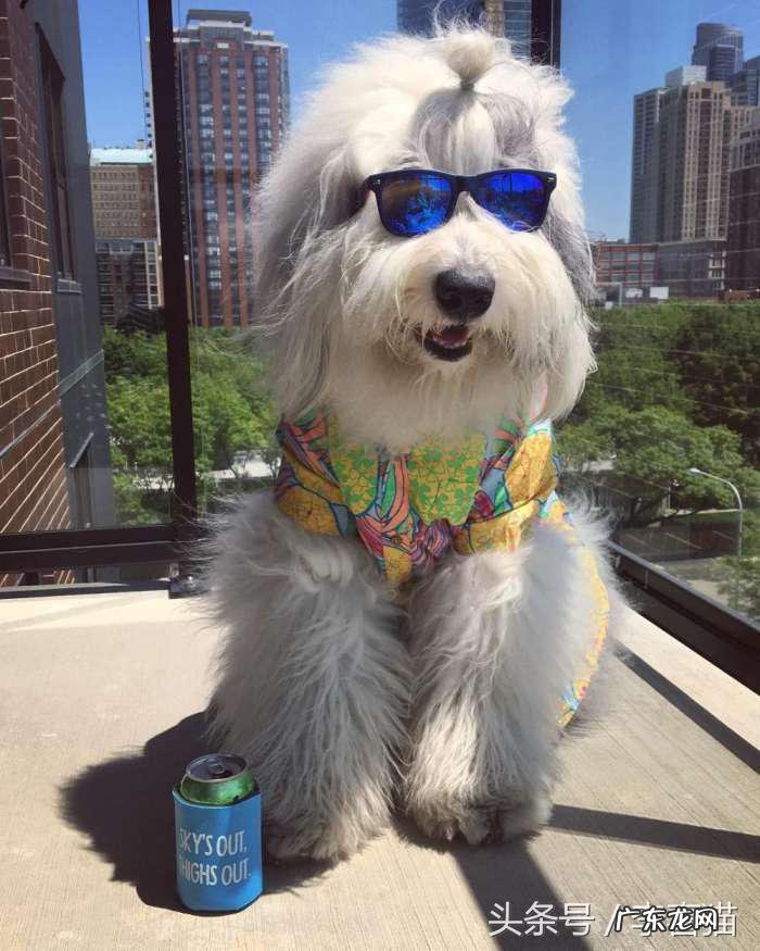 抱抱熊摩尔庄园有什么用 抱抱熊有什么用?