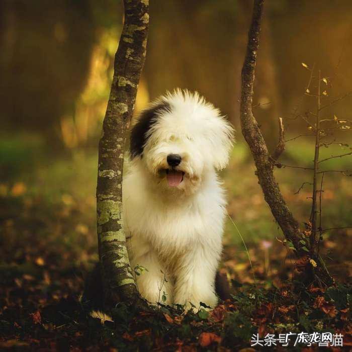 抱抱熊摩尔庄园有什么用 抱抱熊有什么用?