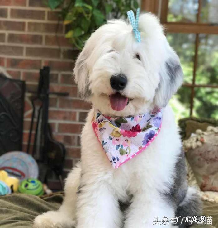 抱抱熊摩尔庄园有什么用 抱抱熊有什么用?