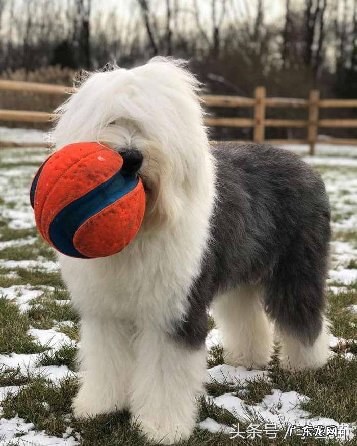 抱抱熊摩尔庄园有什么用 抱抱熊有什么用?