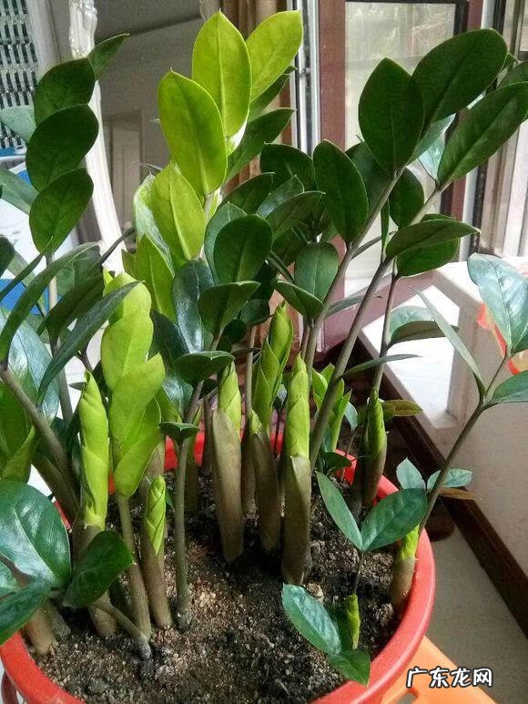 花盆不能搬来搬去吗 风水上今日可以搬动花盆吗吉凶