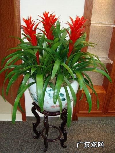 花盆不能搬来搬去吗 风水上今日可以搬动花盆吗吉凶