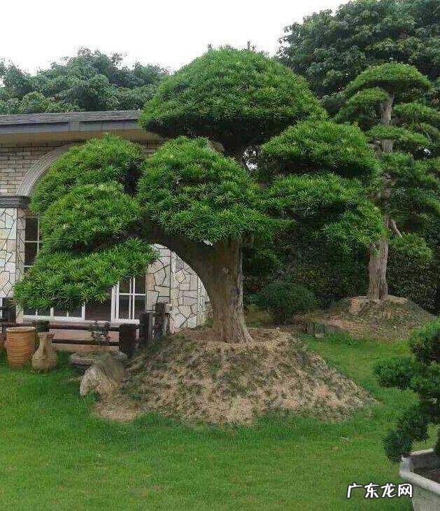 花盆不能搬来搬去吗 风水上今日可以搬动花盆吗吉凶