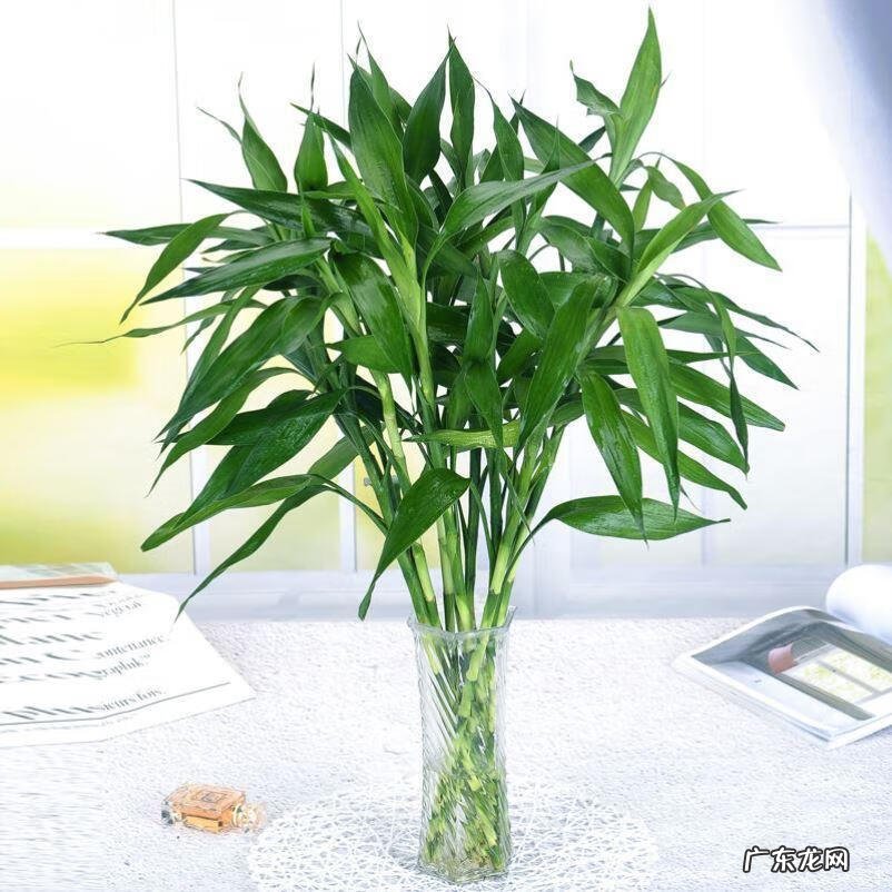 花盆不能搬来搬去吗 风水上今日可以搬动花盆吗吉凶