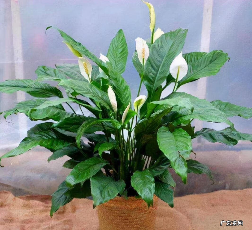 花盆不能搬来搬去吗 风水上今日可以搬动花盆吗吉凶