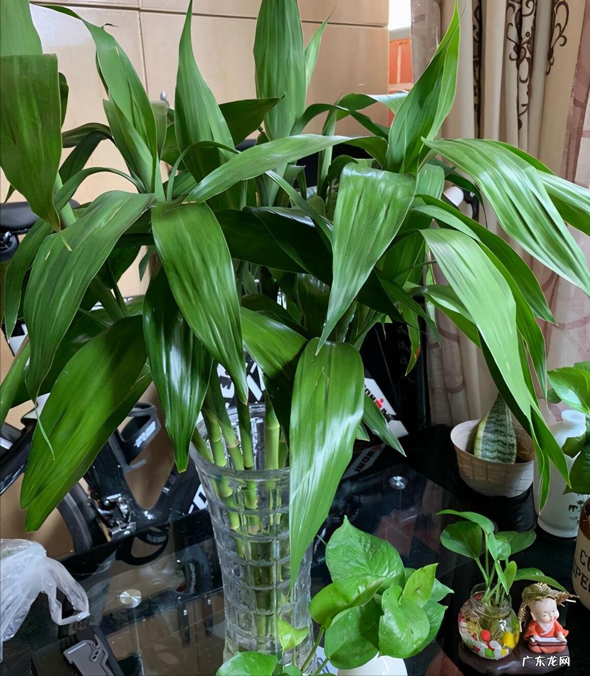 花盆不能搬来搬去吗 风水上今日可以搬动花盆吗吉凶