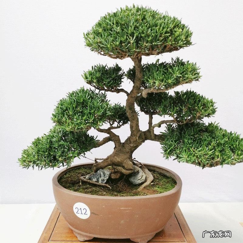 花盆不能搬来搬去吗 风水上今日可以搬动花盆吗吉凶