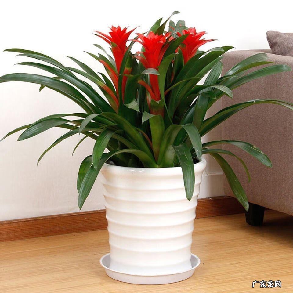 花盆不能搬来搬去吗 风水上今日可以搬动花盆吗吉凶