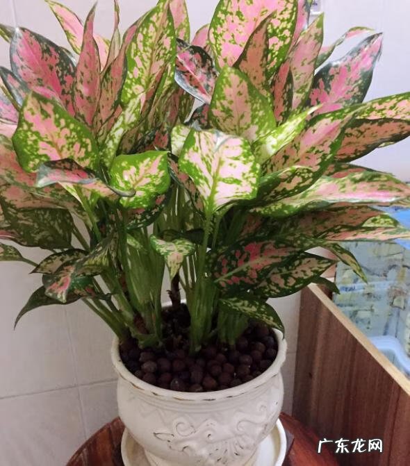 花盆不能搬来搬去吗 风水上今日可以搬动花盆吗吉凶