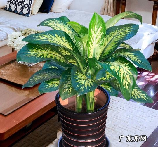 花盆不能搬来搬去吗 风水上今日可以搬动花盆吗吉凶