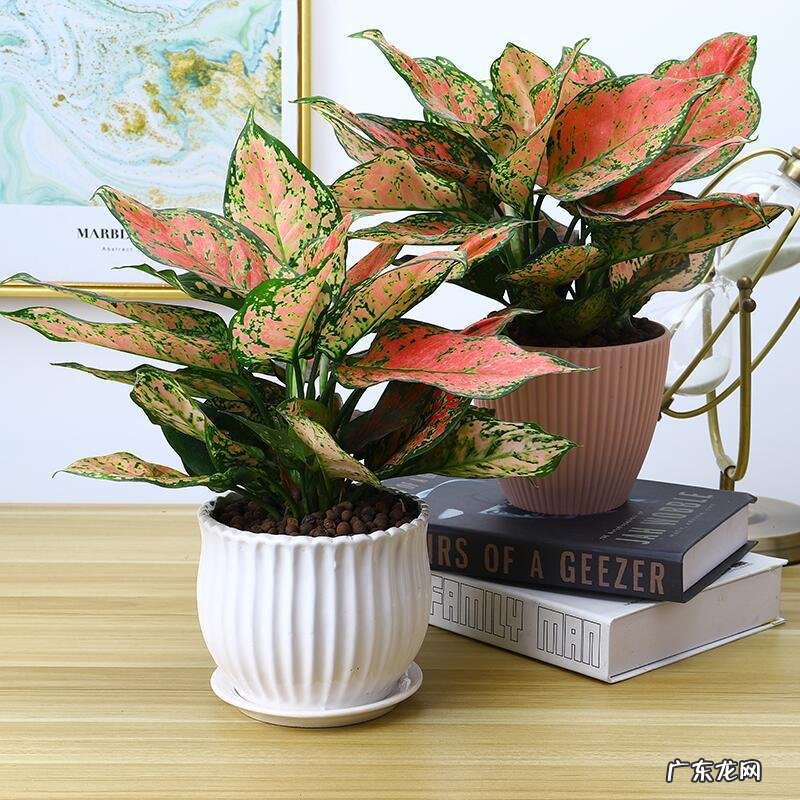 花盆不能搬来搬去吗 风水上今日可以搬动花盆吗吉凶