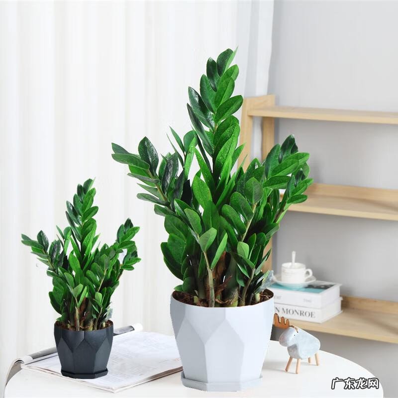 花盆不能搬来搬去吗 风水上今日可以搬动花盆吗吉凶