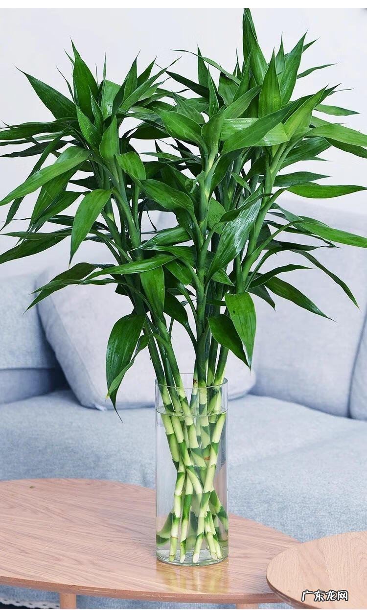 花盆不能搬来搬去吗 风水上今日可以搬动花盆吗吉凶