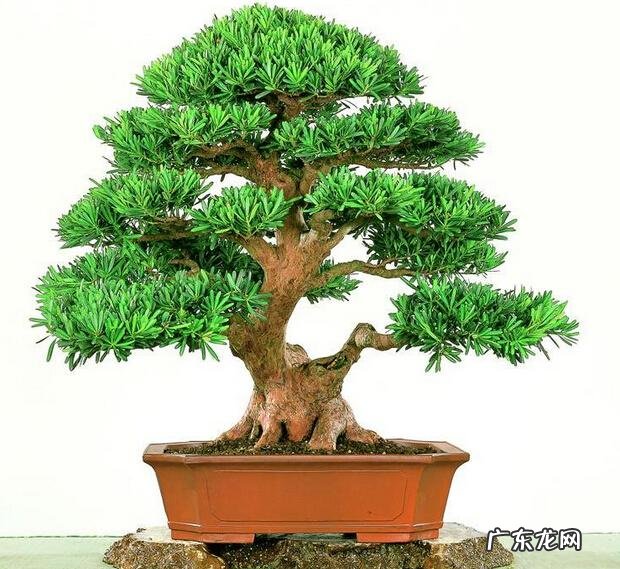 花盆不能搬来搬去吗 风水上今日可以搬动花盆吗吉凶