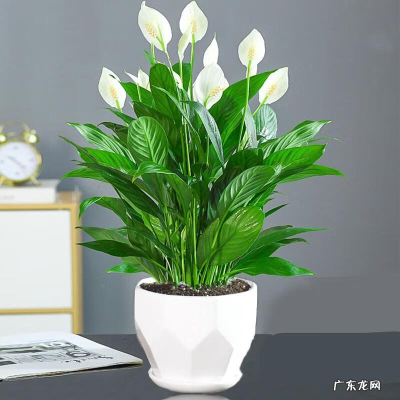 花盆不能搬来搬去吗 风水上今日可以搬动花盆吗吉凶