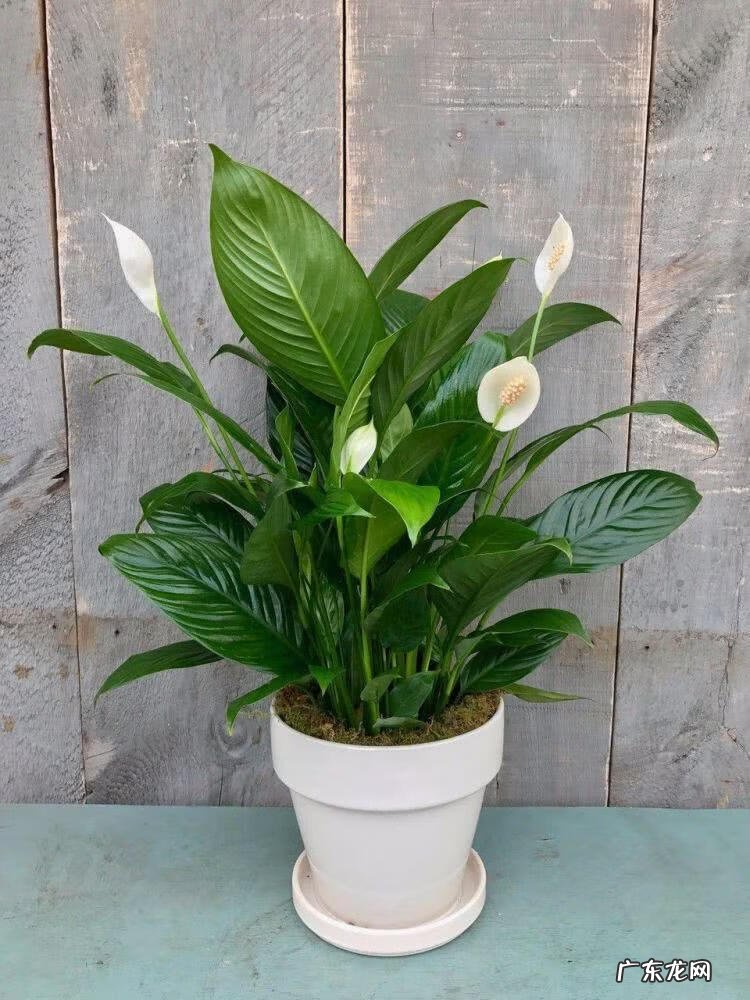 花盆不能搬来搬去吗 风水上今日可以搬动花盆吗吉凶