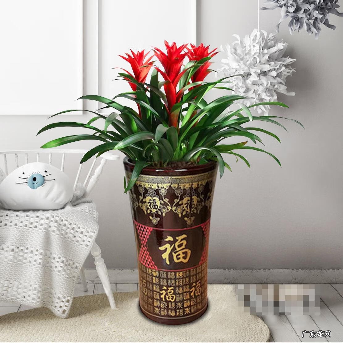 花盆不能搬来搬去吗 风水上今日可以搬动花盆吗吉凶