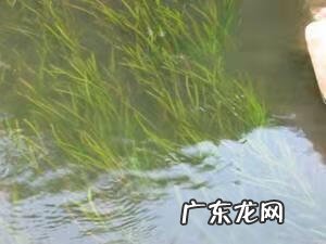 苦草的禁忌 苦草的作用和功效