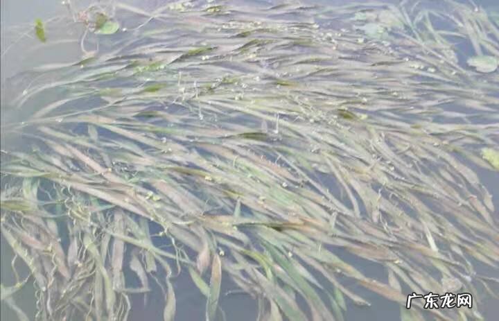 苦草的禁忌 苦草的作用和功效