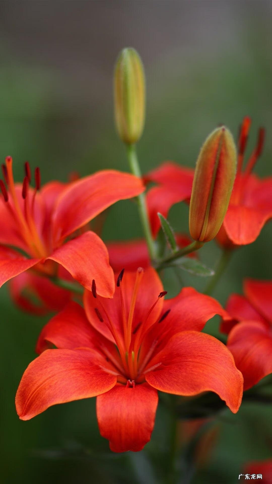 红色的百合叫什么名字 百合怎么是红色的