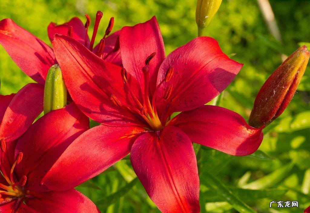 红色的百合叫什么名字 百合怎么是红色的