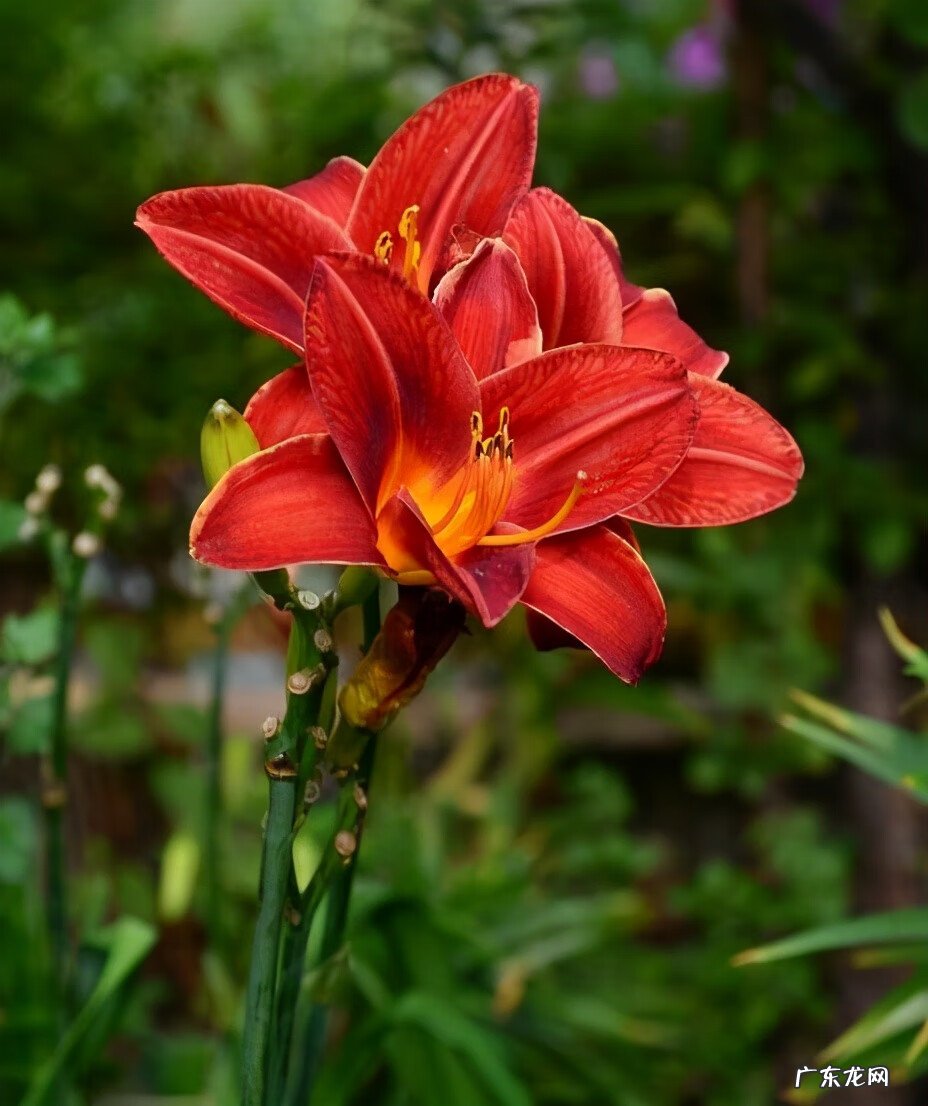 红色的百合叫什么名字 百合怎么是红色的