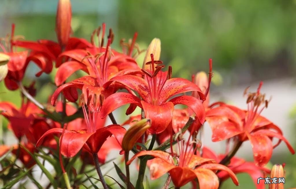 红色的百合叫什么名字 百合怎么是红色的