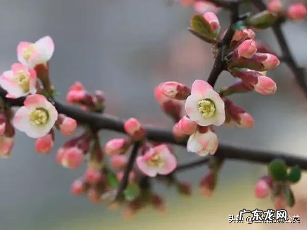 盆栽海棠花图片 海棠花图片真实照片