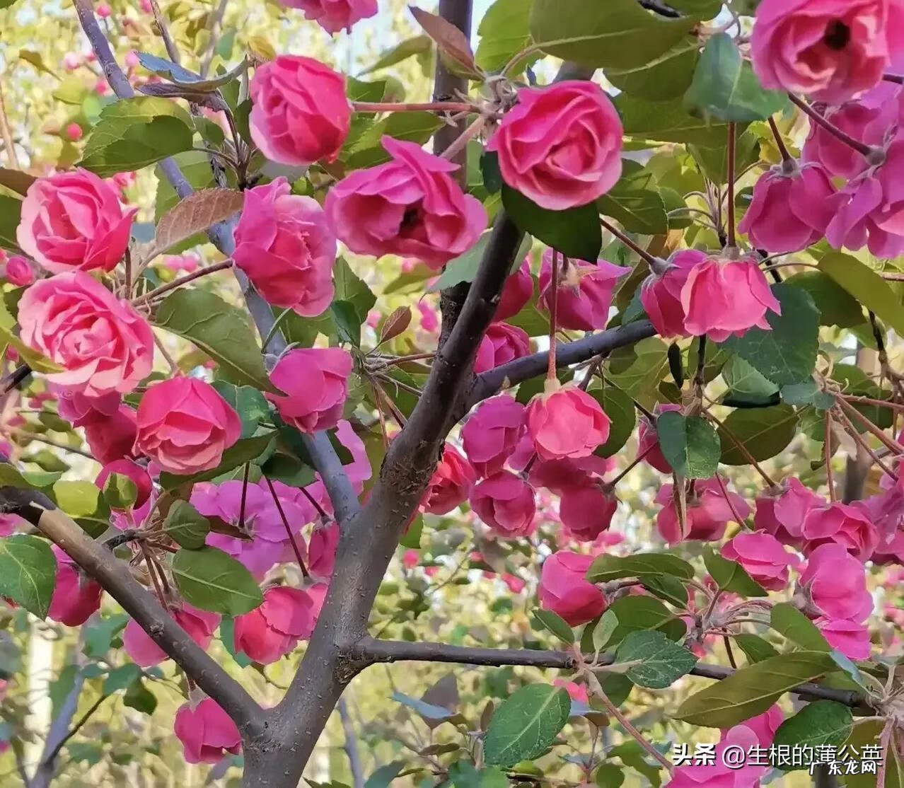 盆栽海棠花图片 海棠花图片真实照片