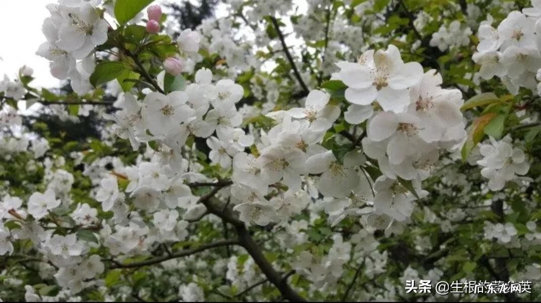 盆栽海棠花图片 海棠花图片真实照片