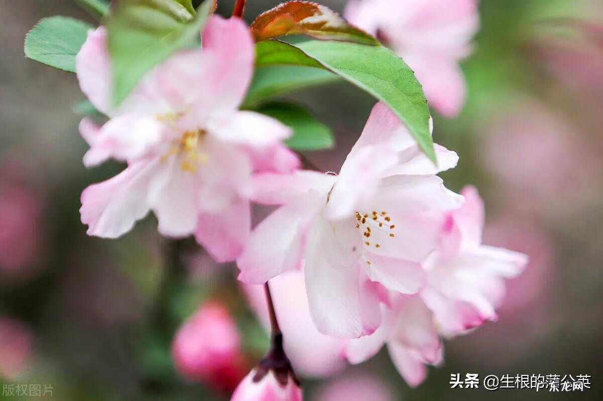 盆栽海棠花图片 海棠花图片真实照片