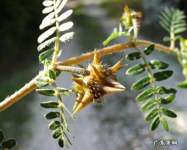 蒺藜的功效与作用及禁忌 蒺藜的功效与作用点