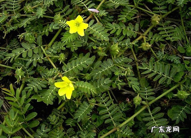 蒺藜的功效与作用及禁忌 蒺藜的功效与作用点