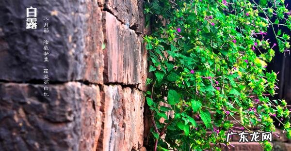 九紫桃花星每月 九紫桃花星是什么