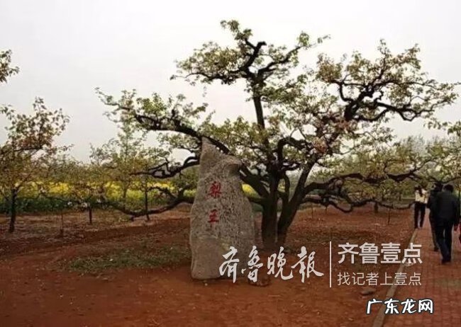 潍坊最好的风水在哪里 滕州旺发堂是研究风水的吗