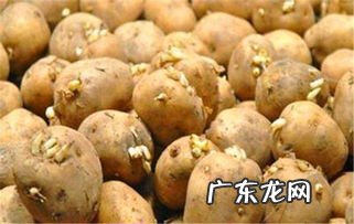 土豆长小芽的图片 土豆长芽子了削去还能吃吗视频
