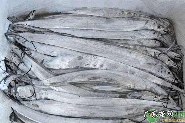 哪些鱼属于真正的深海鱼 什么鱼是深海鱼