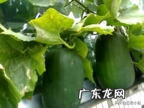 冬瓜子别名叫什么 冬瓜子别名
