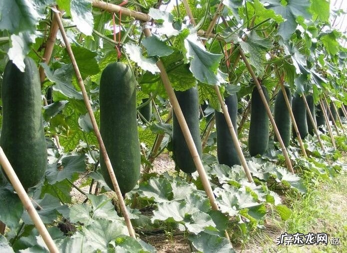 冬瓜子别名叫什么 冬瓜子别名