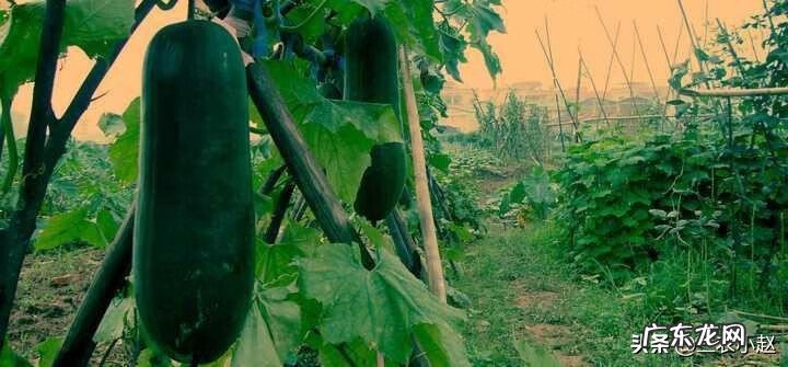 冬瓜子别名叫什么 冬瓜子别名