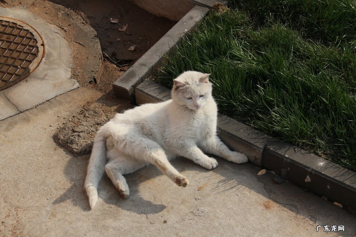 野猫进家生小猫风水 野猫 风水
