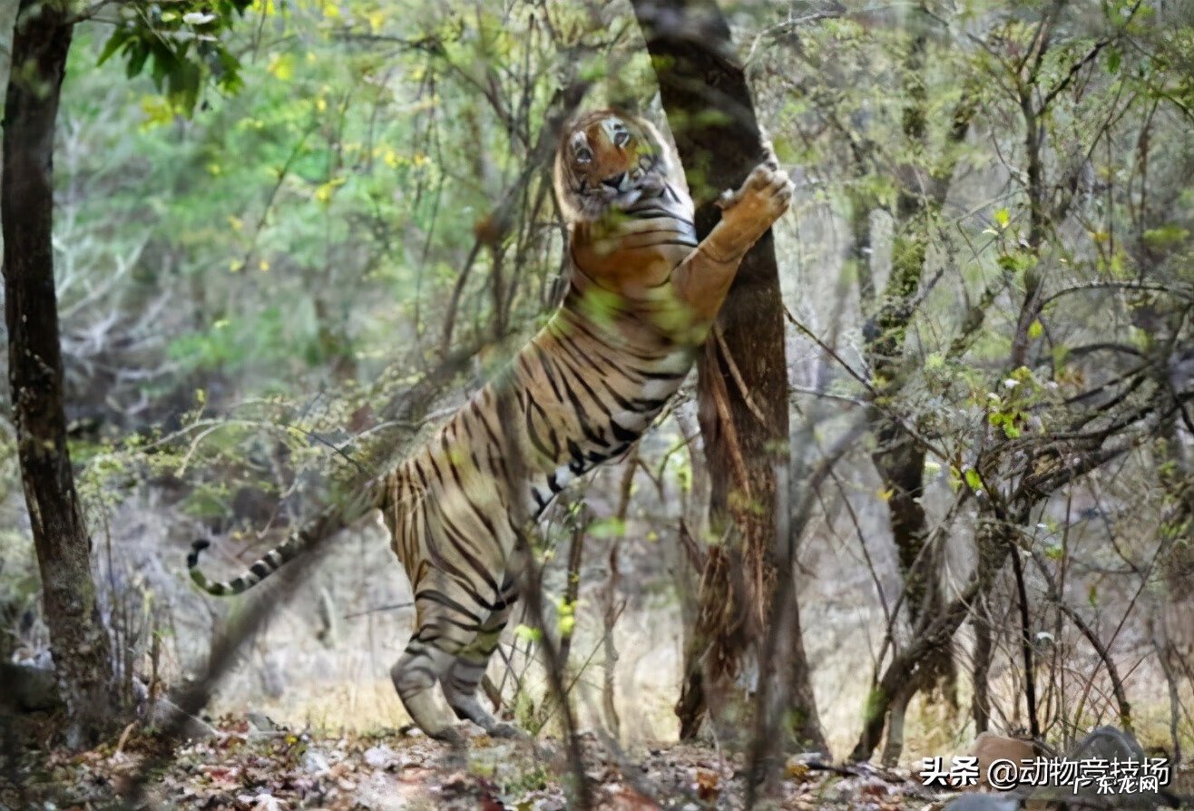 老虎的风水作用 老虎吃猪肚风水有什么好