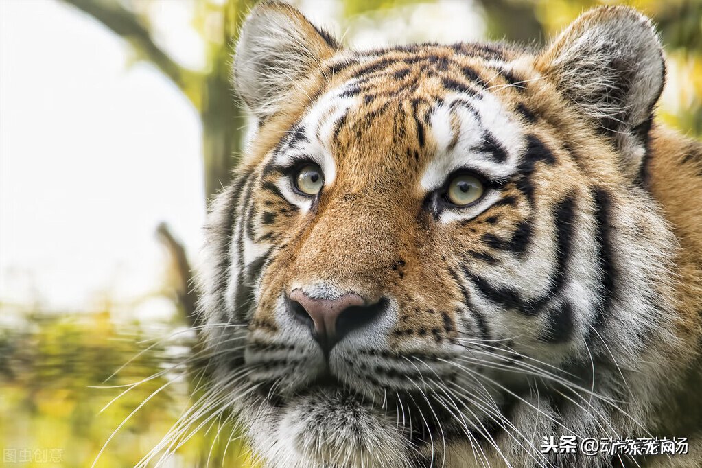 老虎的风水作用 老虎吃猪肚风水有什么好