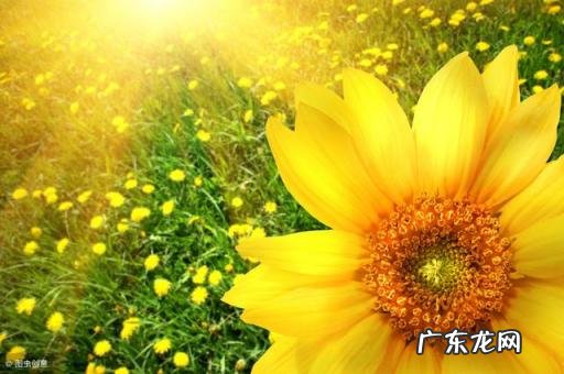 带你了解这句话的真实含义英文 温故而知新,可以为师矣是什么意思